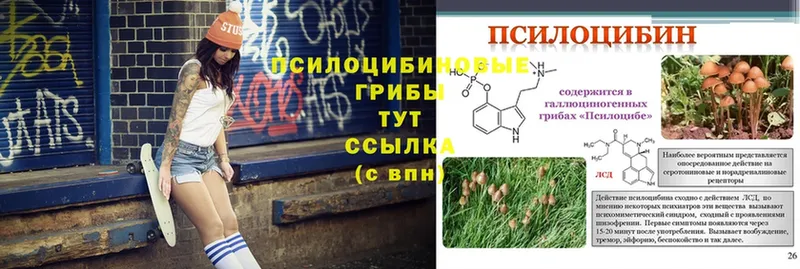 Галлюциногенные грибы Cubensis  наркота  Апрелевка 